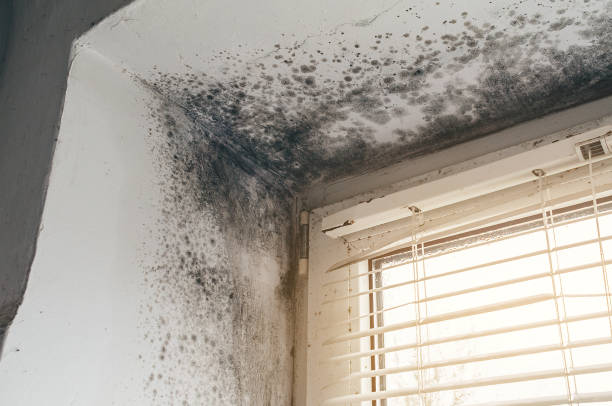 Affordable Attic Mold Remediation solutions in Delaplane, VA