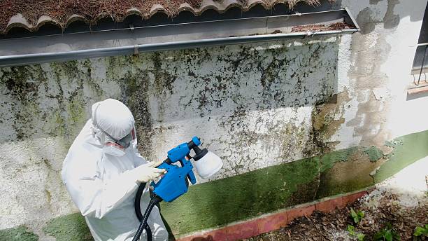 Top rated local Attic Mold Remediation specialists in Delaplane, VA